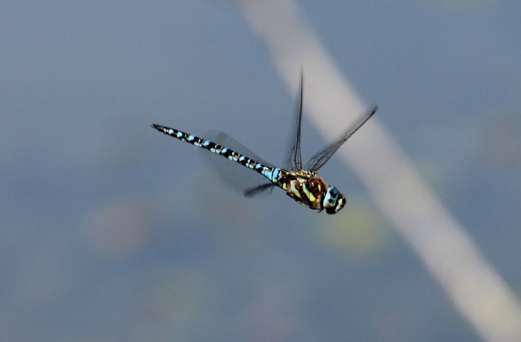 Aeshna juncea maschio?  No, Aeshna mixta.